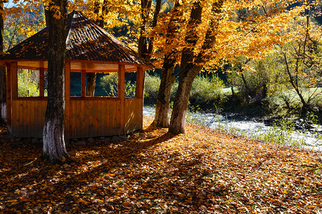 秋天喀尔巴阡山黄色蜂蜜树阳光明媚的白Tysa河岸公园露天观光表演乌克兰Transcarpathia背景图片