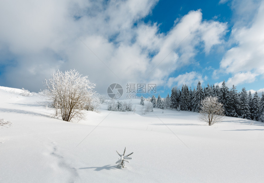 冬季平静的山地景观坡上有美丽的霜冻树木和滑雪乌克兰喀尔巴阡山图片