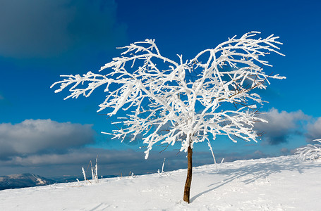 山坡上美丽的冬季积雪和霜树蓝色天空背景有滑雪喀尔巴阡山乌克兰图片