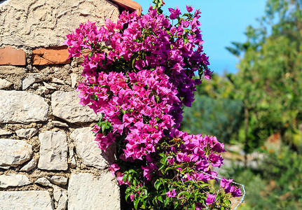 意大利西里Taormina市粉红色布干维尔花场背景图片