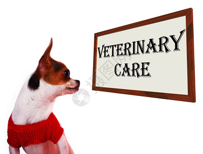 兽医护理标志显示宠物诊所或医院兽护理标志显示宠物诊所或医院图片