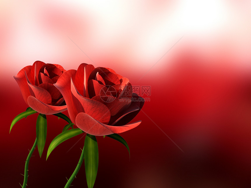 展示花朵情人节和的复制空间玫瑰图片