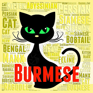 缅甸文字素材缅甸猫表示猫的后代和血统背景