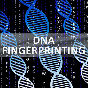 Dna指纹显示基因图解3d说明图片