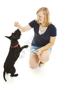 少女教她的史考特狗耍花招孤立的白种狗图片