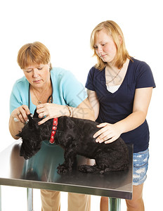 女兽医在狗主人的帮助下检查一名四腿病人图片