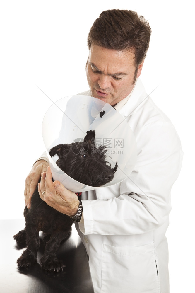 兽医在保护伊莉莎白的项圈里平静下来了一位神经紧张的斯科蒂图片