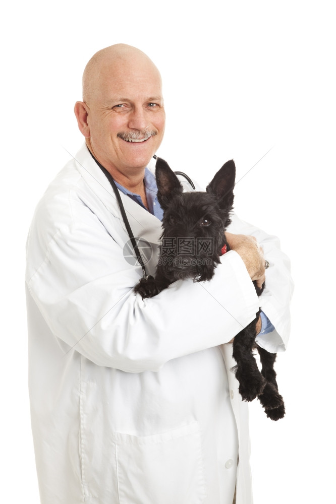 友善的兽医抱着可爱斯科蒂狗孤立的白图片