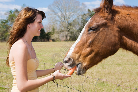 美丽的少女送胡萝卜给她的马背景图片
