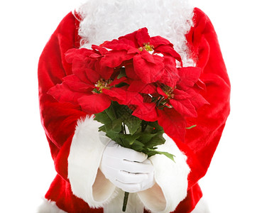 圣诞老人赠送了传统的圣诞花白色孤立无援图片