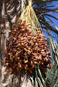 突尼斯南部棕榈树上的日期图片