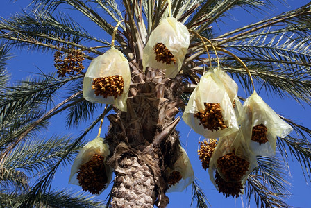 突尼斯棕榈树有日期和天空的棕榈树图片