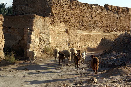 突尼斯Kebili公路和废墟上的羊图片