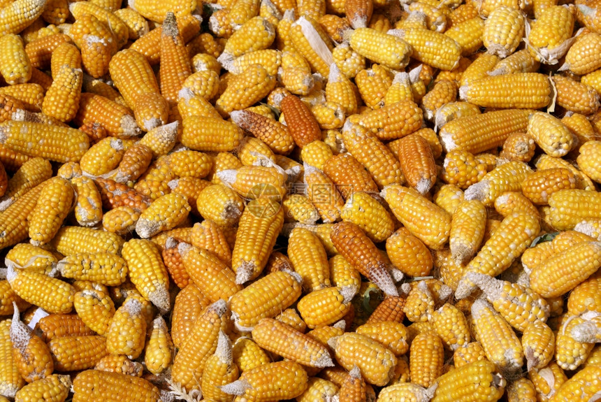 摩洛哥地面干玉米图片
