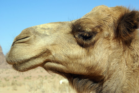 约旦WadiRum沙漠大骆驼头目高清图片