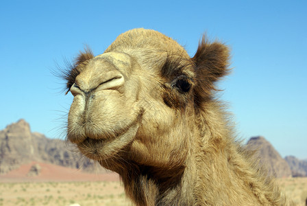 约旦WadiRum沙漠的大骆驼背景