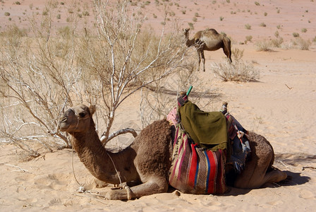 姆沙涅茨约旦瓦迪鲁姆沙漠的布什和两只骆驼背景