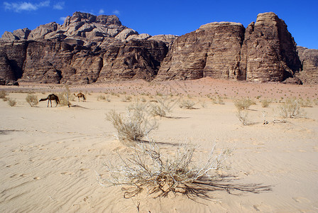 约旦WadiRum和两头骆驼沙漠中的图片