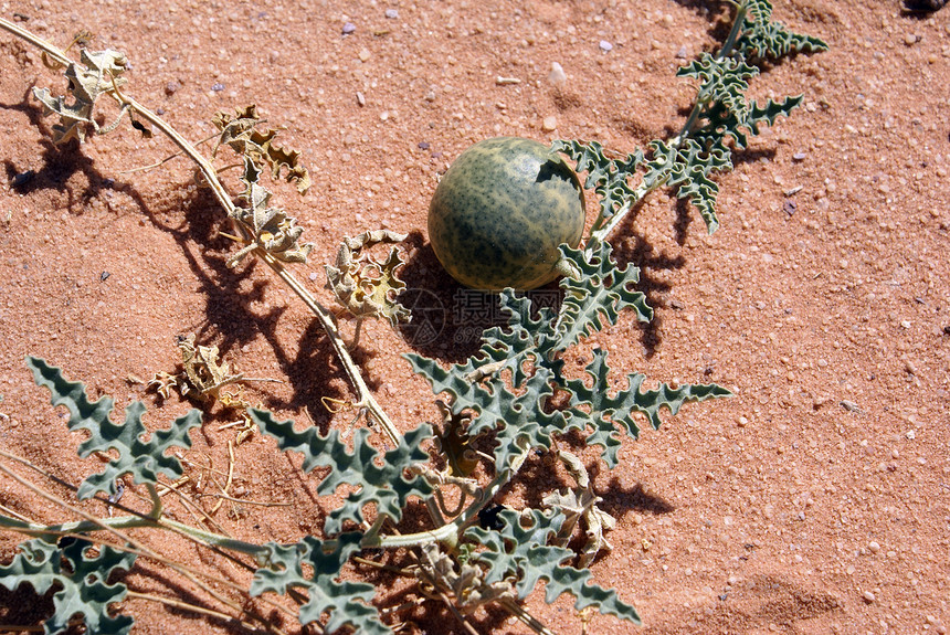 约旦WadiRum沙漠红上的野生西瓜图片