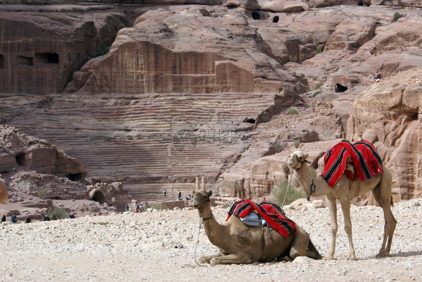 约旦佩特拉的两个骆驼和罗马剧院图片