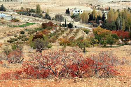 Maalula附近葡萄园秋天图片
