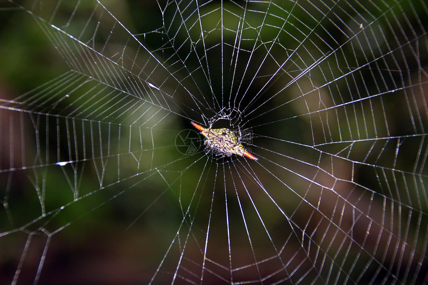 柬埔寨丛林中的毒蜘蛛和网图片