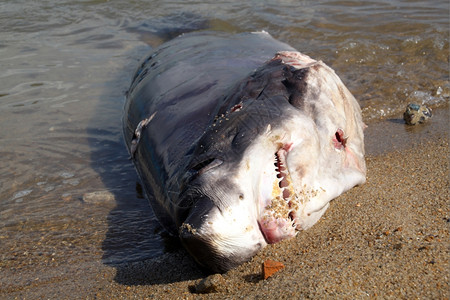 越南NhaTrang海滩上的死鲨鱼图片