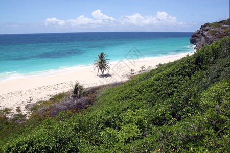 巴多斯加勒比岛的绿色海岸图片