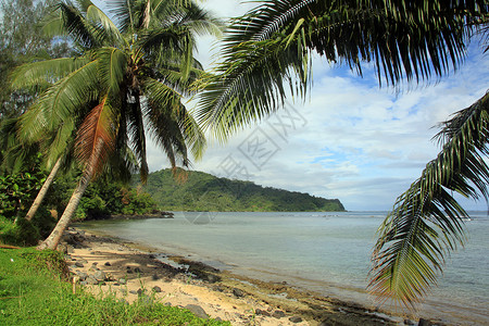 萨摩亚乌波卢岛沿岸棕榈树图片