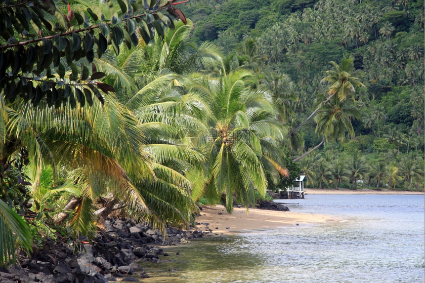 萨摩亚乌波卢海岸附近山上棕榈树和林图片