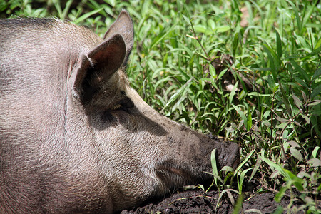 绿草中大猪头的背景图片