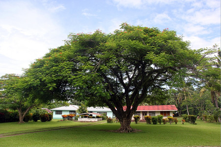 萨摩亚乌波卢岛阿皮大树下的传统房屋图片