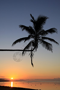 斐济海滩棕榈和日落高清图片