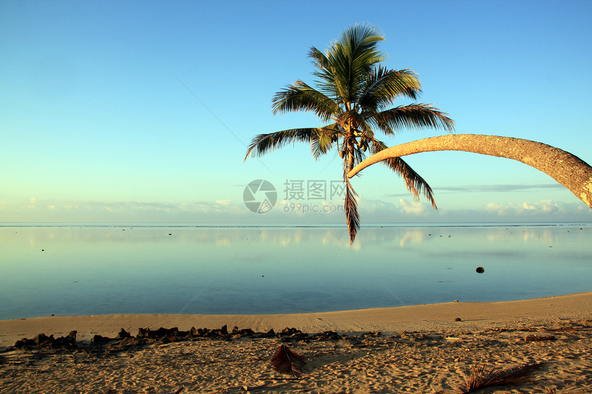 早晨和椰枣树在斐济的沙滩上图片