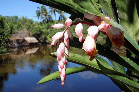 斐济热带粉红花和蓝河高清图片