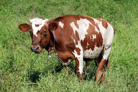 斐济农村地区绿草上的棕牛图片