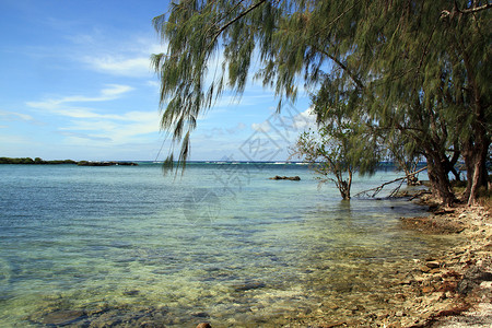 瓦努阿图埃法特石滩上的树高清图片