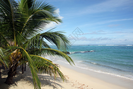 萨摩亚白沙滩和海洋上的棕榈树图片
