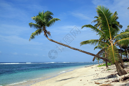 萨摩亚乌波卢带白沙滩和绿棕榈树的海滩图片
