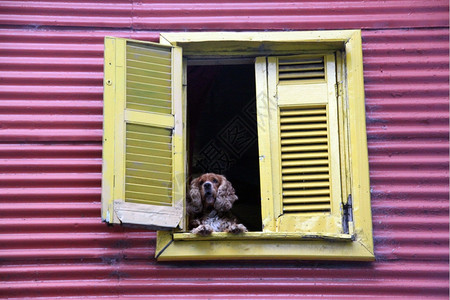 狗在布宜诺斯艾利Ayeres的露天房子窗口中图片