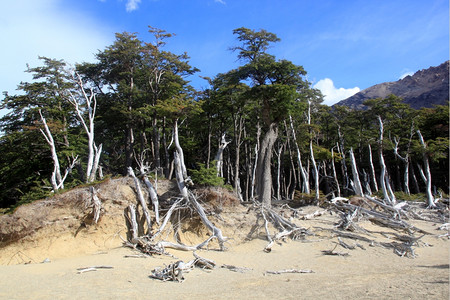 阿根廷ElChalten附近山区干燥森林图片