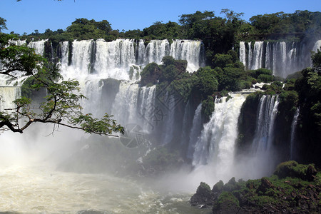 阿根廷的树枝分支和宽阔的伊瓜祖瀑布图片