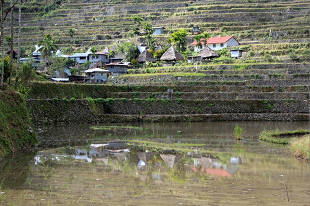 Banaue附近Batad的供水传统房屋和稻田图片