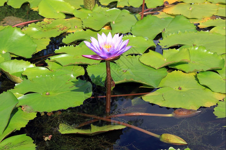斯里兰卡池塘中的莲叶和绿图片