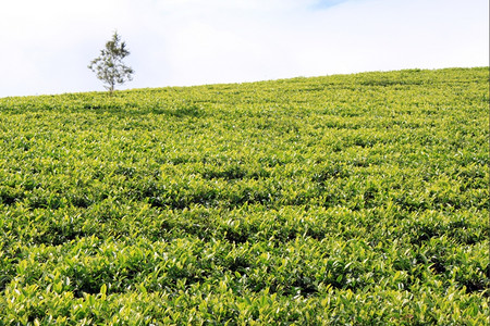 斯里兰卡绿茶种植园图片