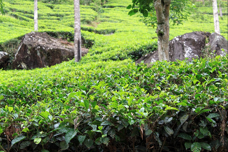 斯里兰卡亚当峰附近的茶叶灌木和树图片