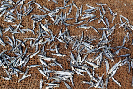 斯里兰卡地毯上的小干鱼图片