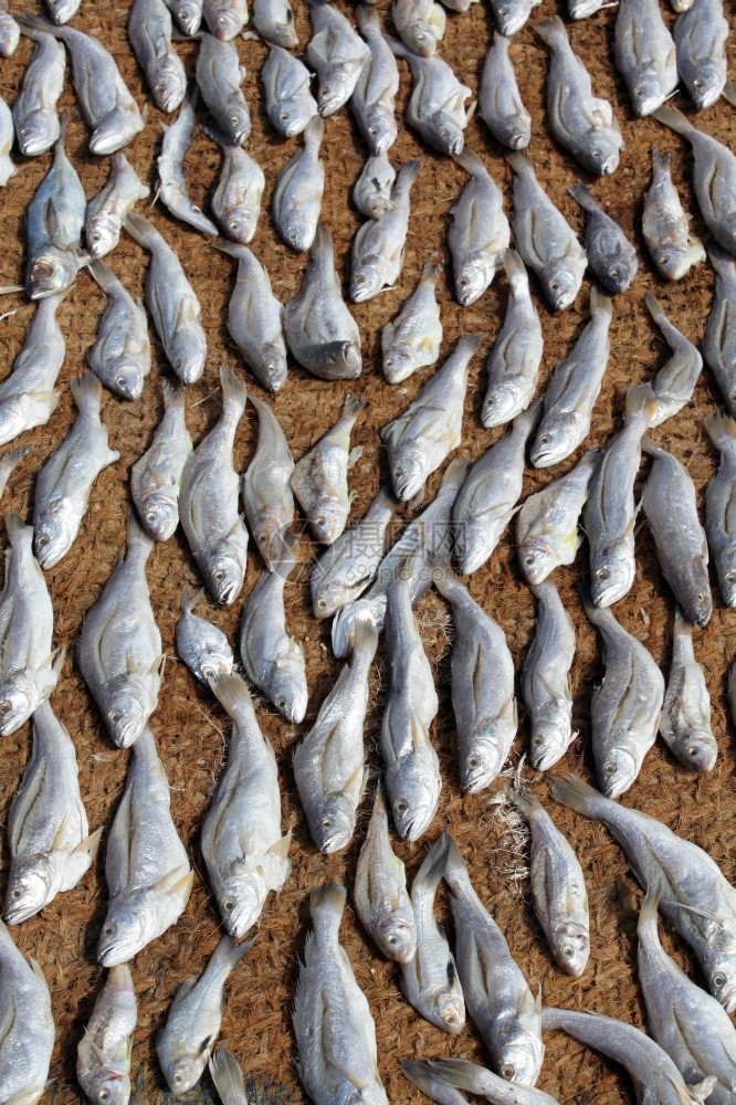 斯里兰卡地面干鱼图片