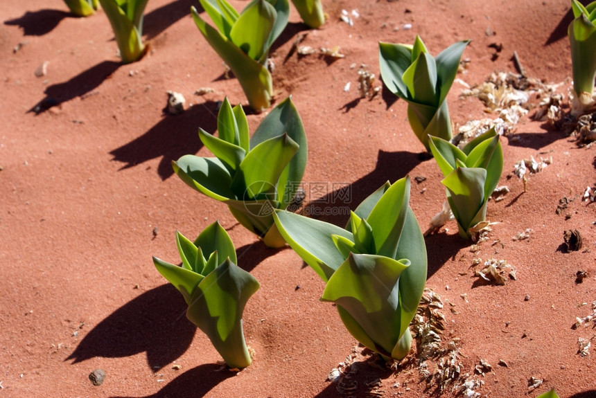 约旦WadiRun约旦红沙漠中的绿色植物图片