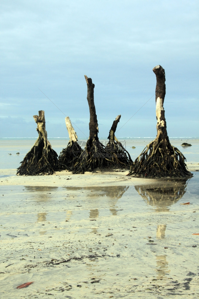 萨摩亚乌波卢岛Tsunamy后棕榈树根图片